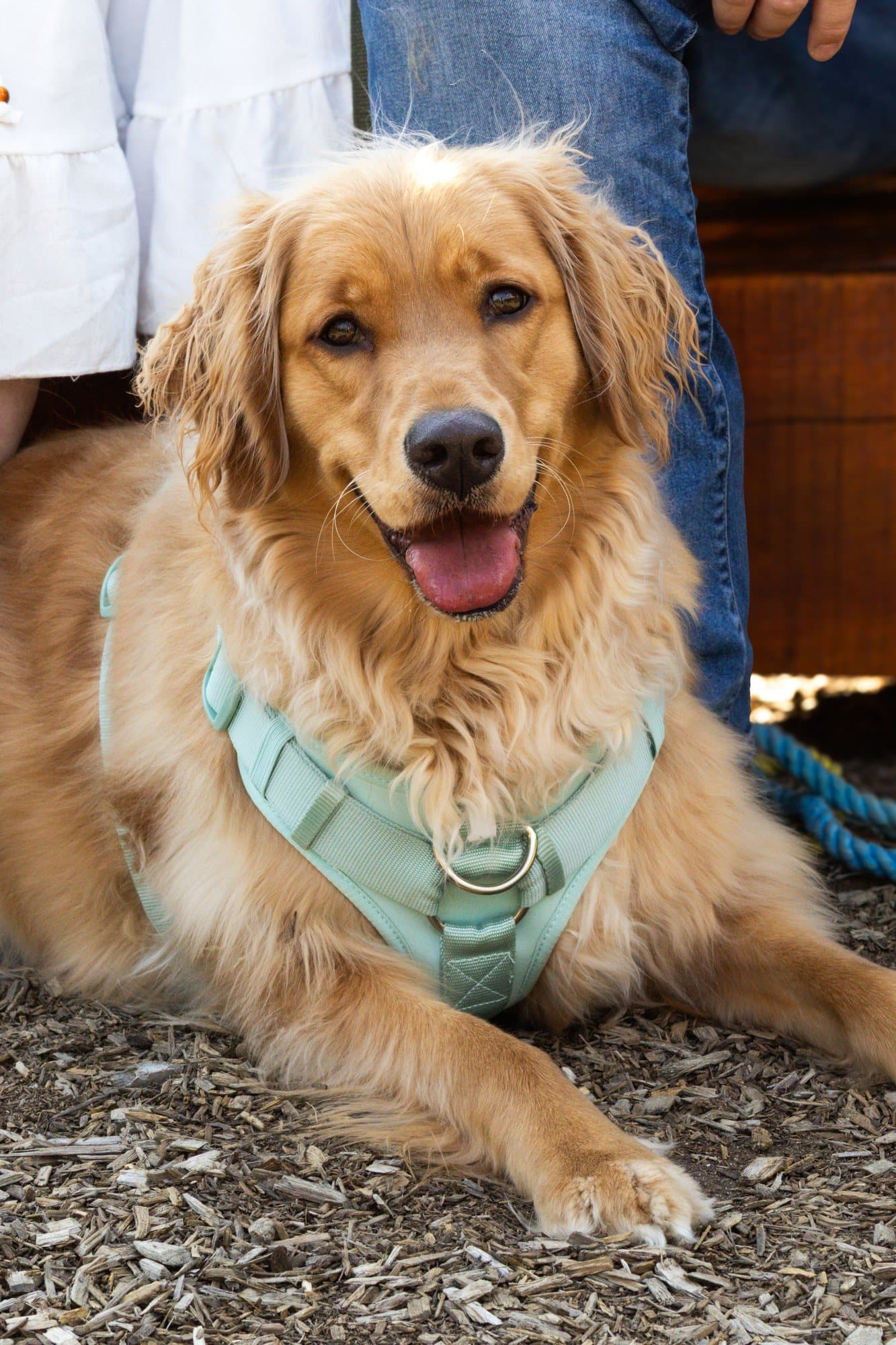 A family's dog