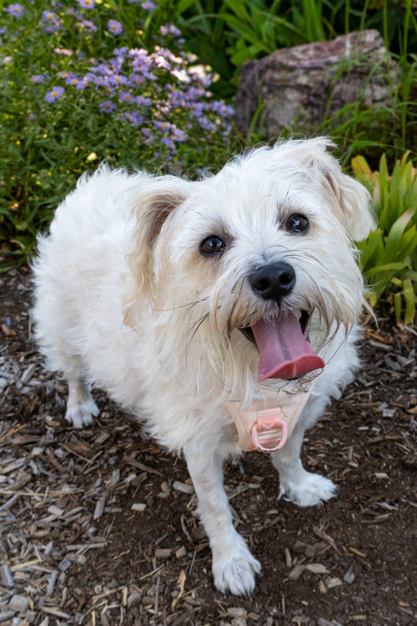 A family's dog